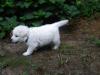 RYMARZ PUP 